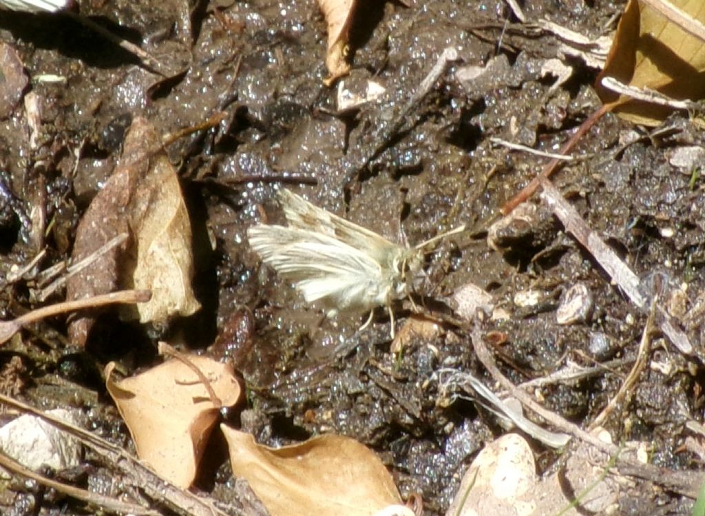 Carcharodus sp.